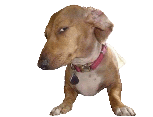 dog-side-eye.gif